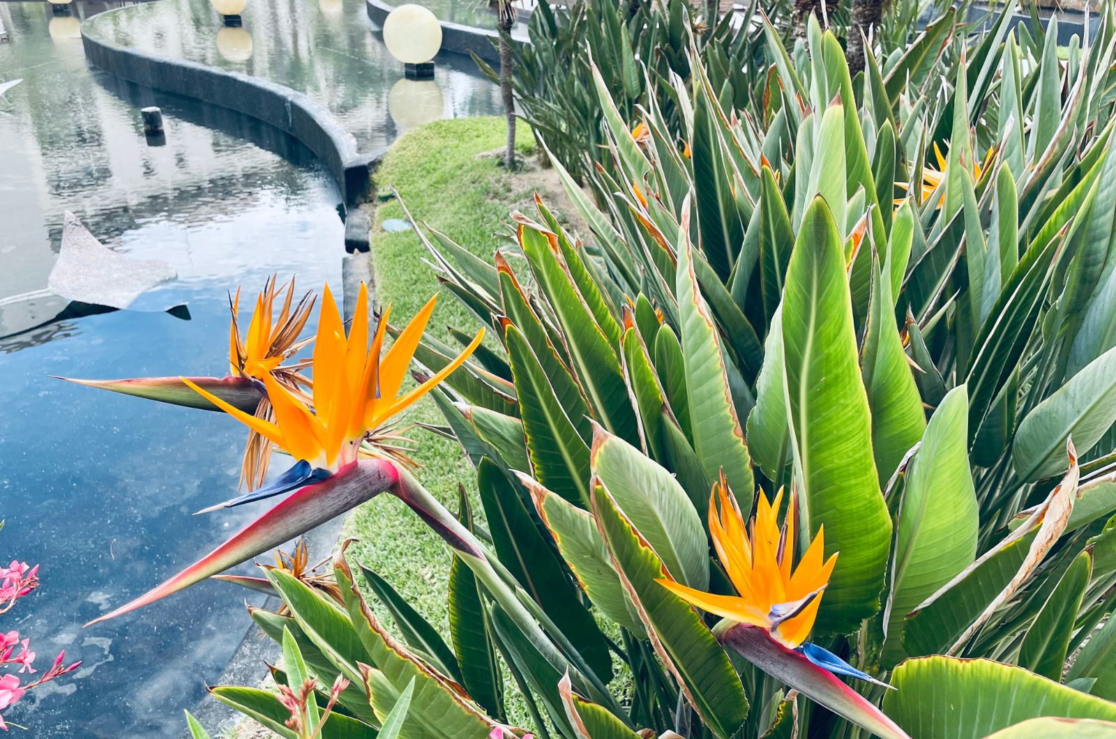 bird of paradise plant next to water
