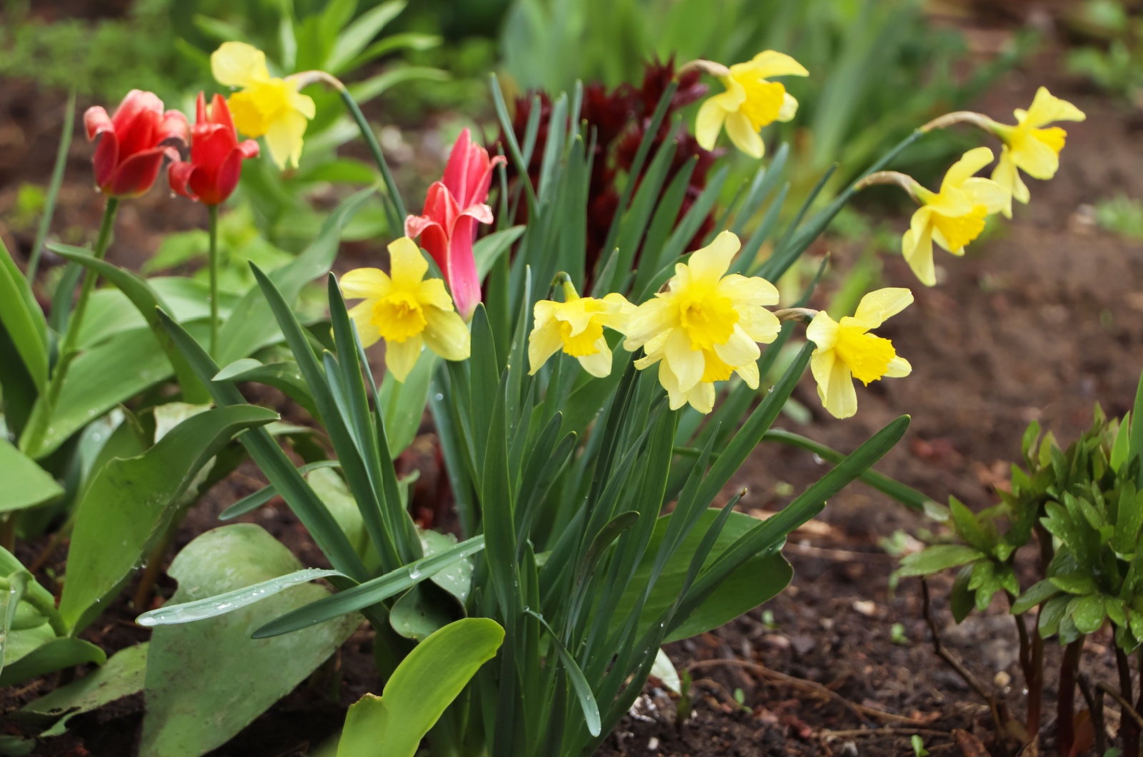 blooming daffodils and tulips