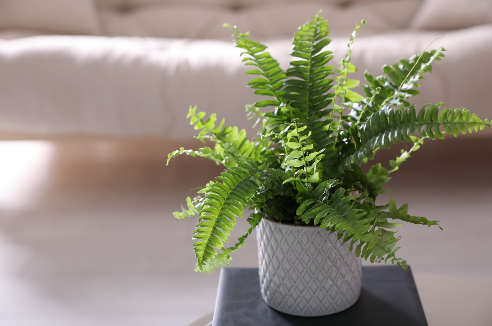 boston fern plant on a living room table