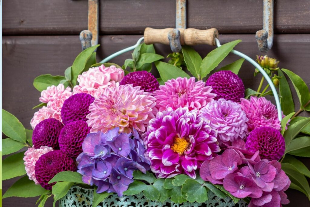 bouquet of pink dahlias