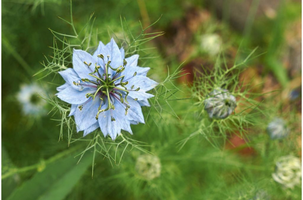 bright blue nigella flower