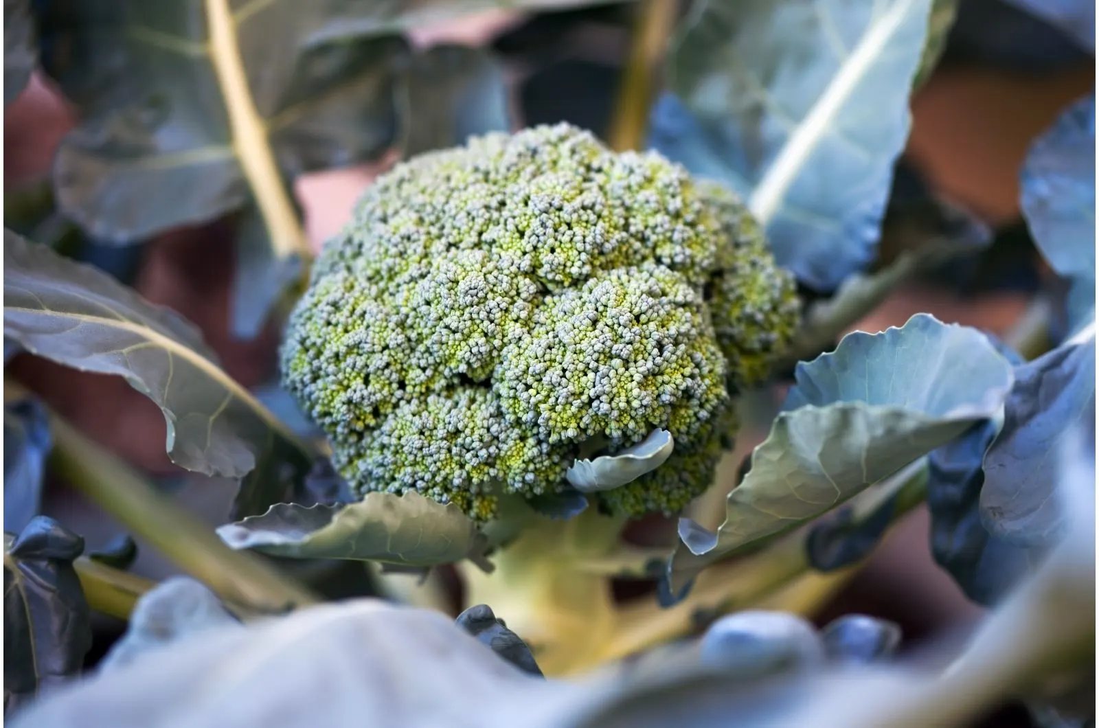 broccoli plant in the garden