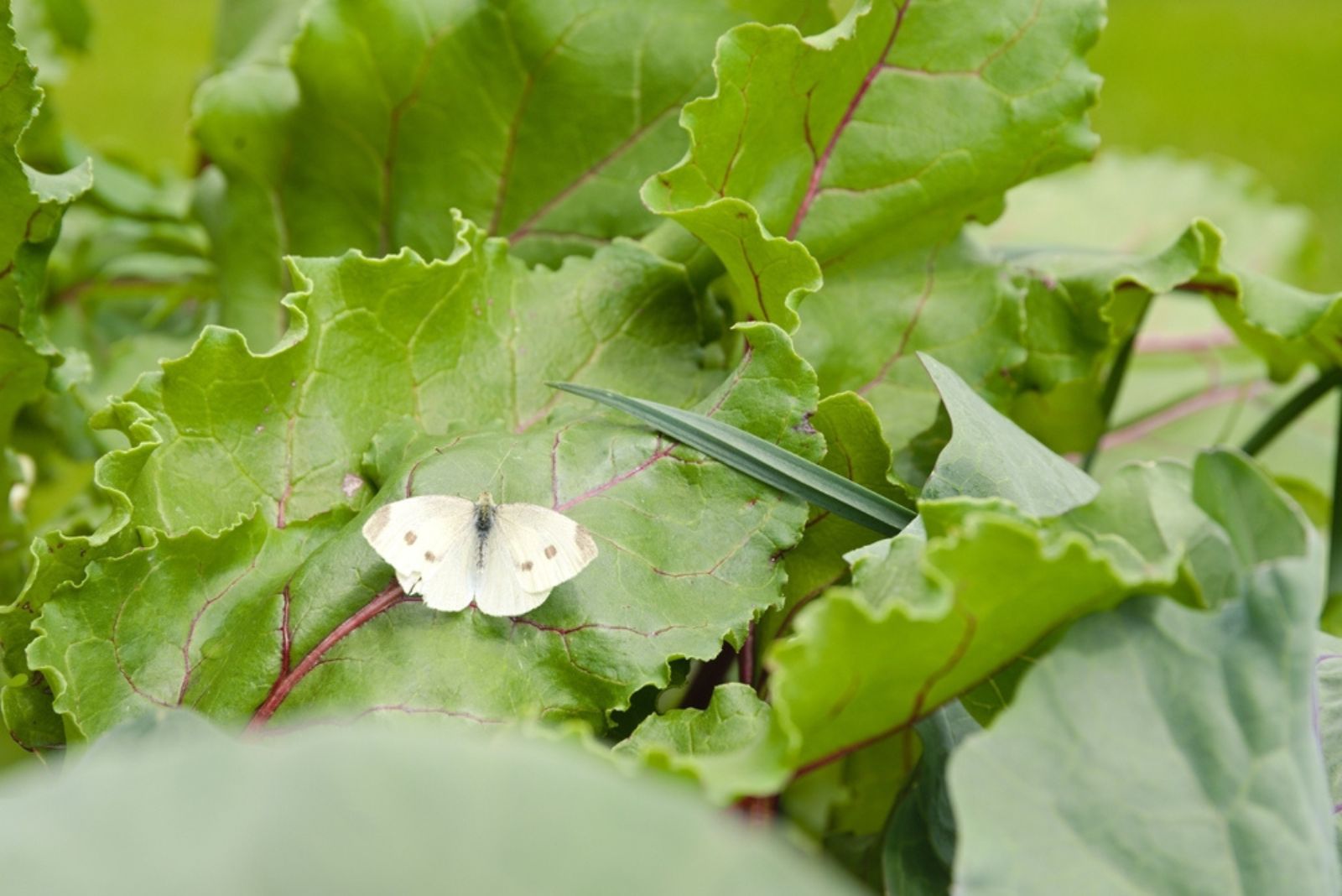 butterfly cabbage on beetroot leaf