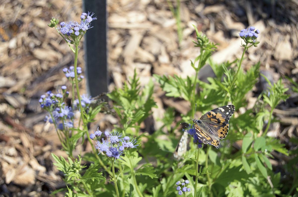 11 Fantastic Plants That Can Withstand Heat And Cold