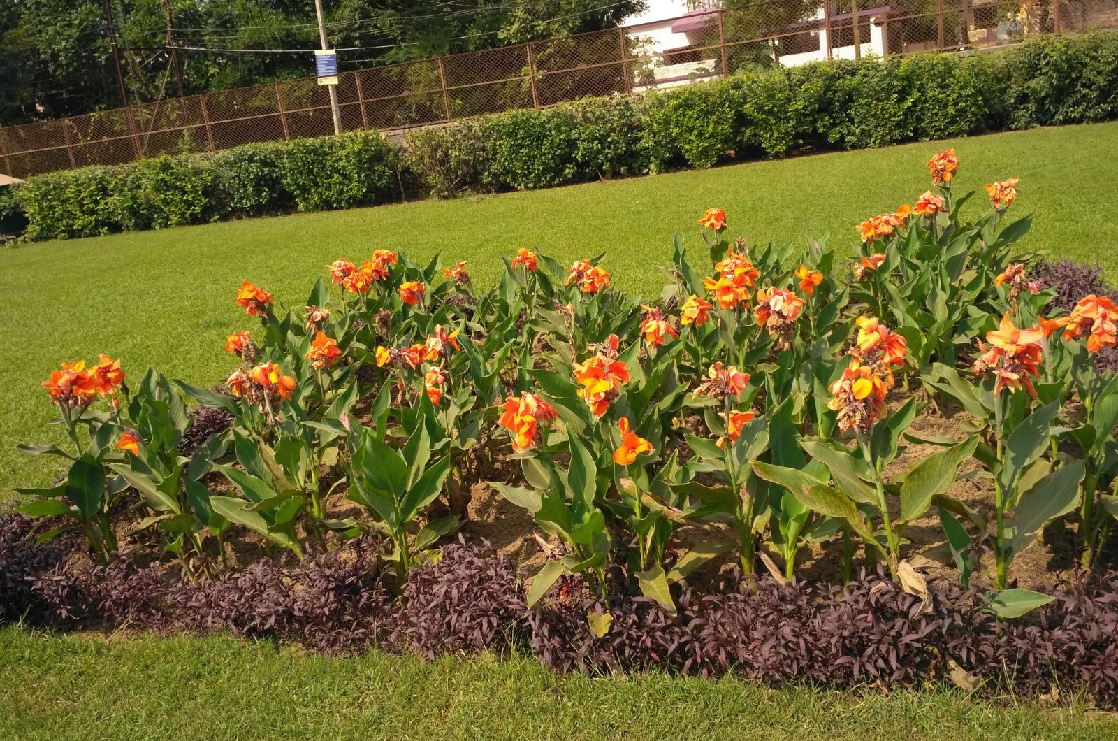 canna lily flower bed