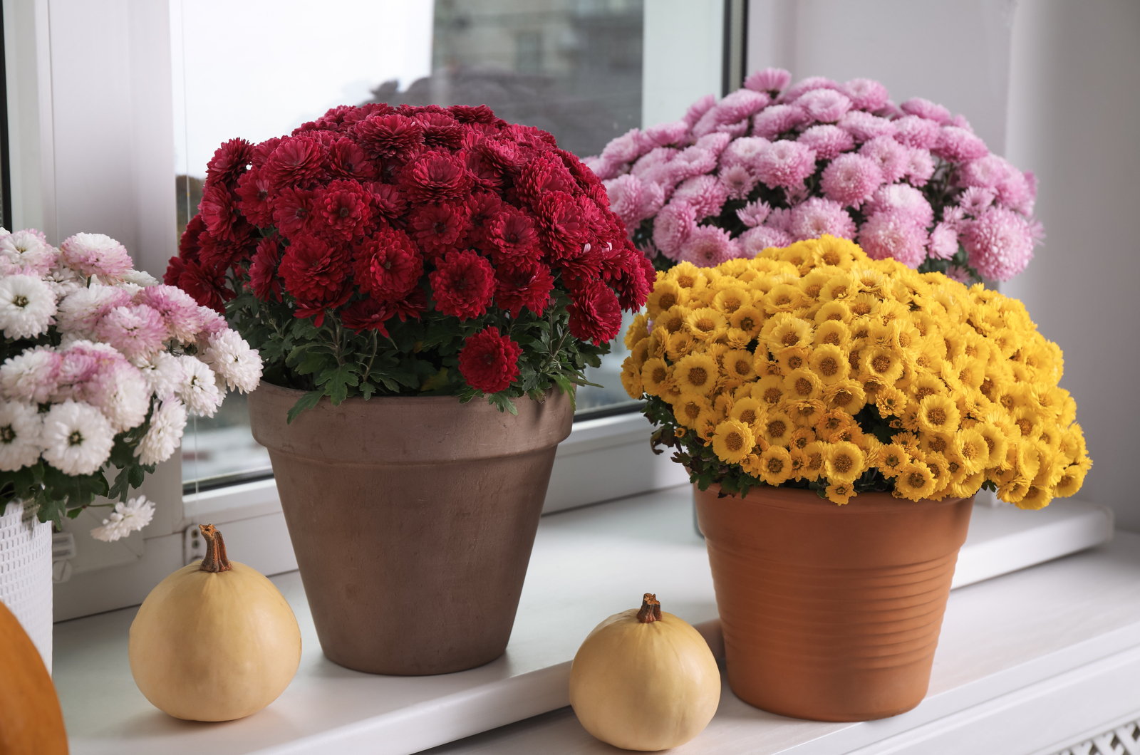 chrysanthemum flowers and pumpkins on windowsill indoors