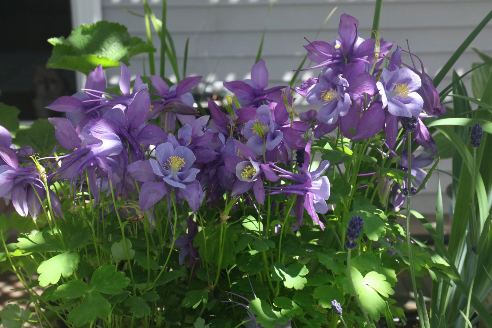 columbine earlybird purple blue