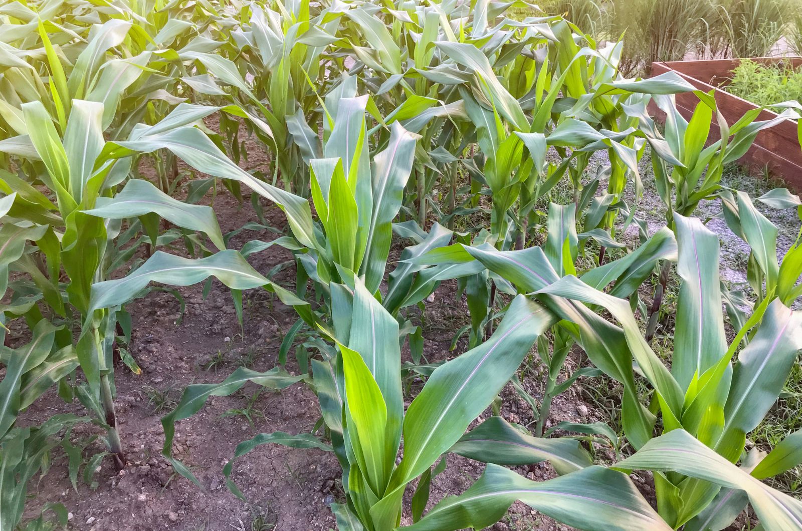 corn plant in the garden