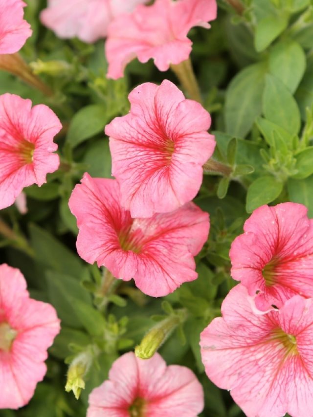 Petunias bush