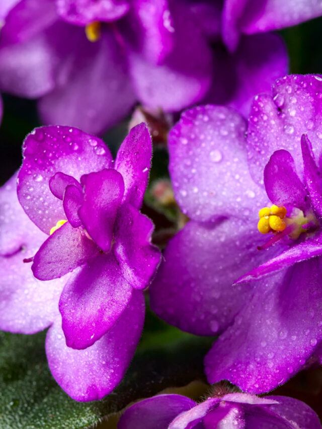 Beautiful African Violet