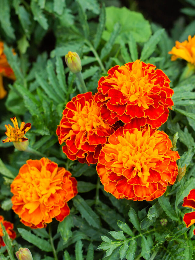 Close up of beautiful Marigold flower