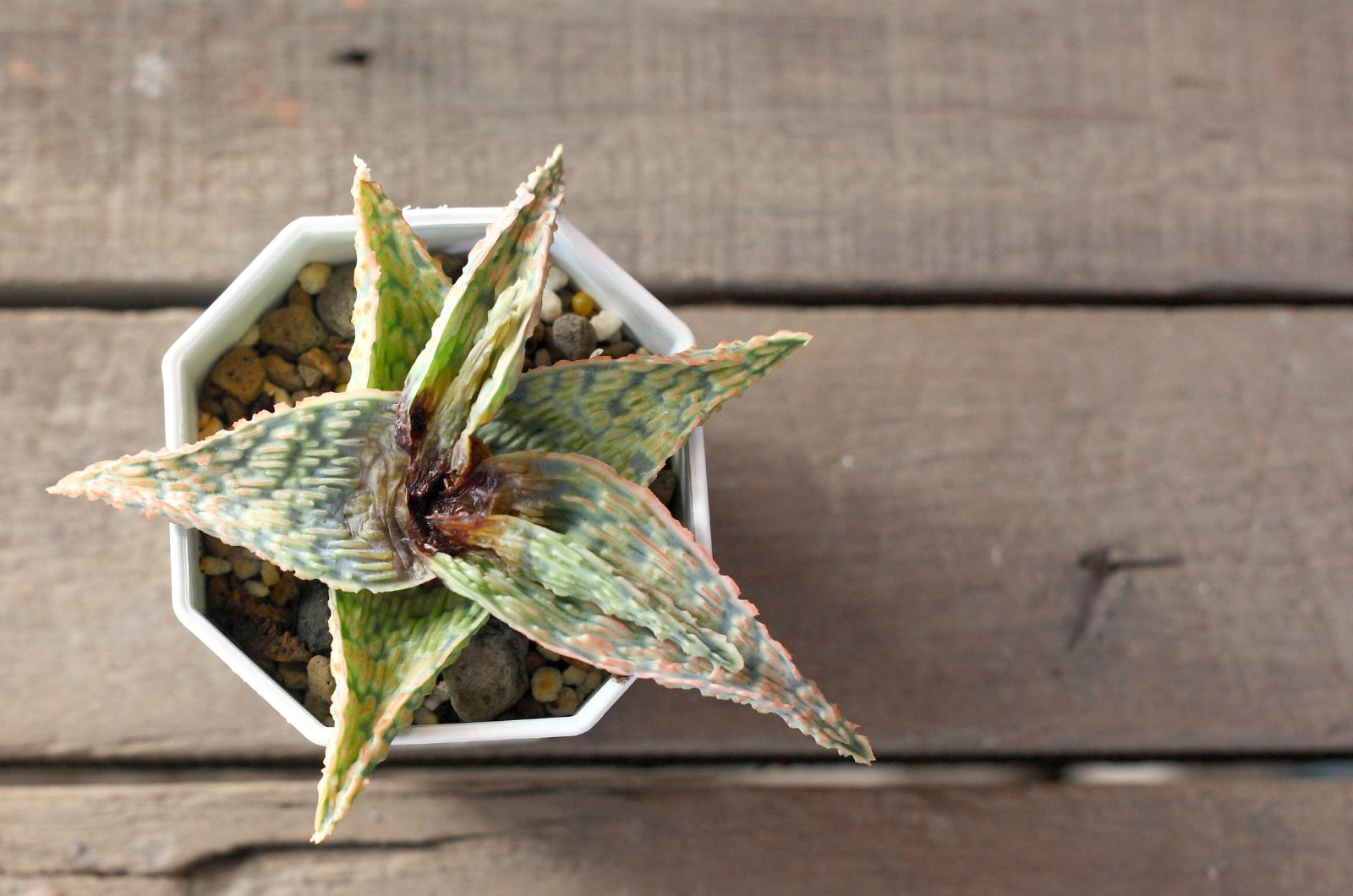 crown rot in aloe plant