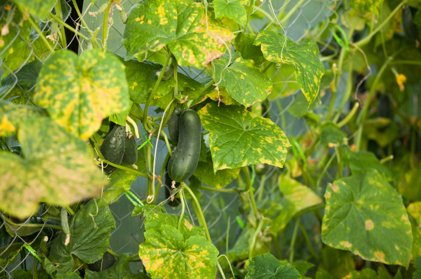cucumber plant affected by a disease