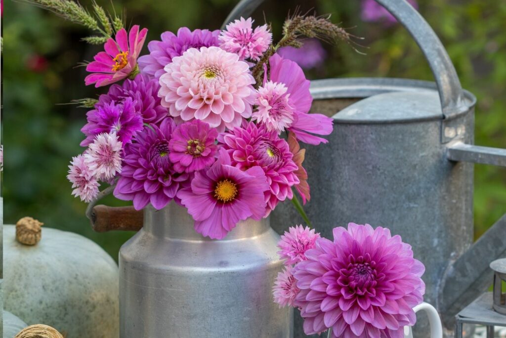 dahlias in pots