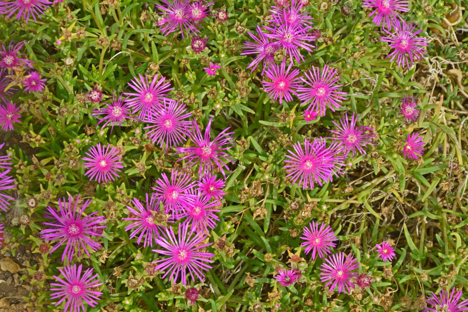 dew flowers