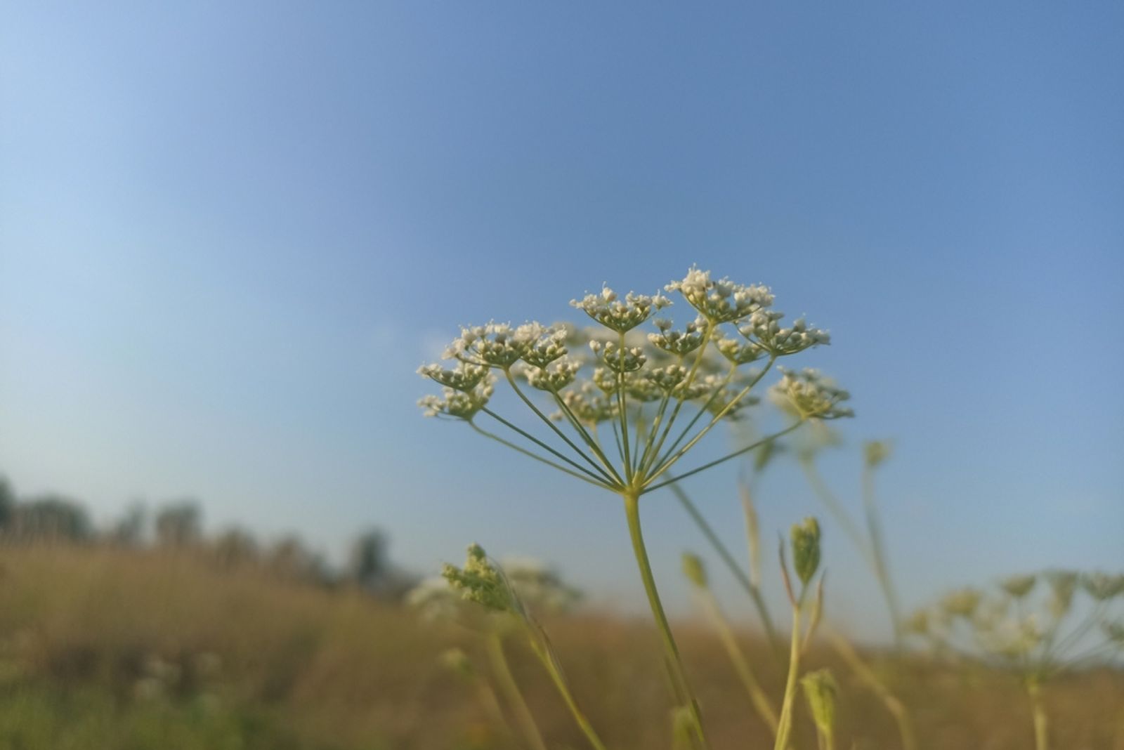 didiscus flower