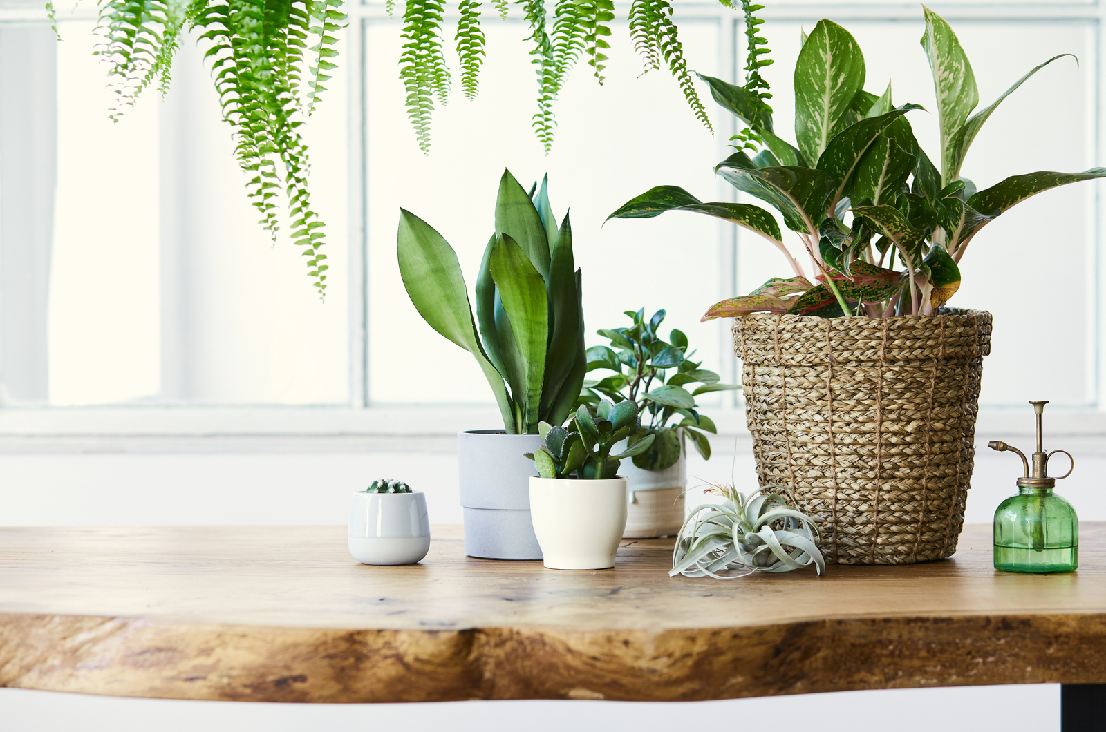 different size house plants on a wooden table