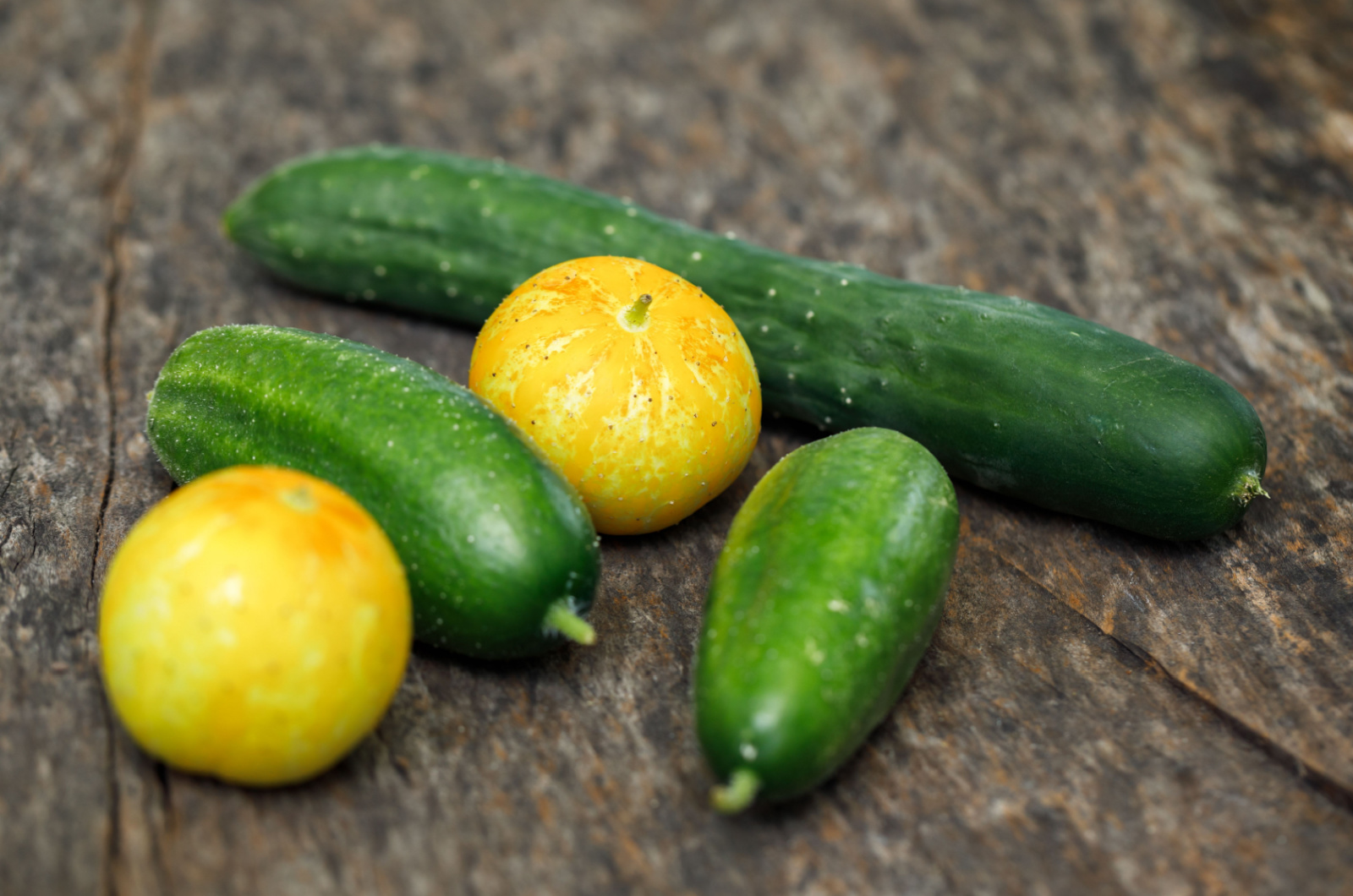 different types of cucumbers