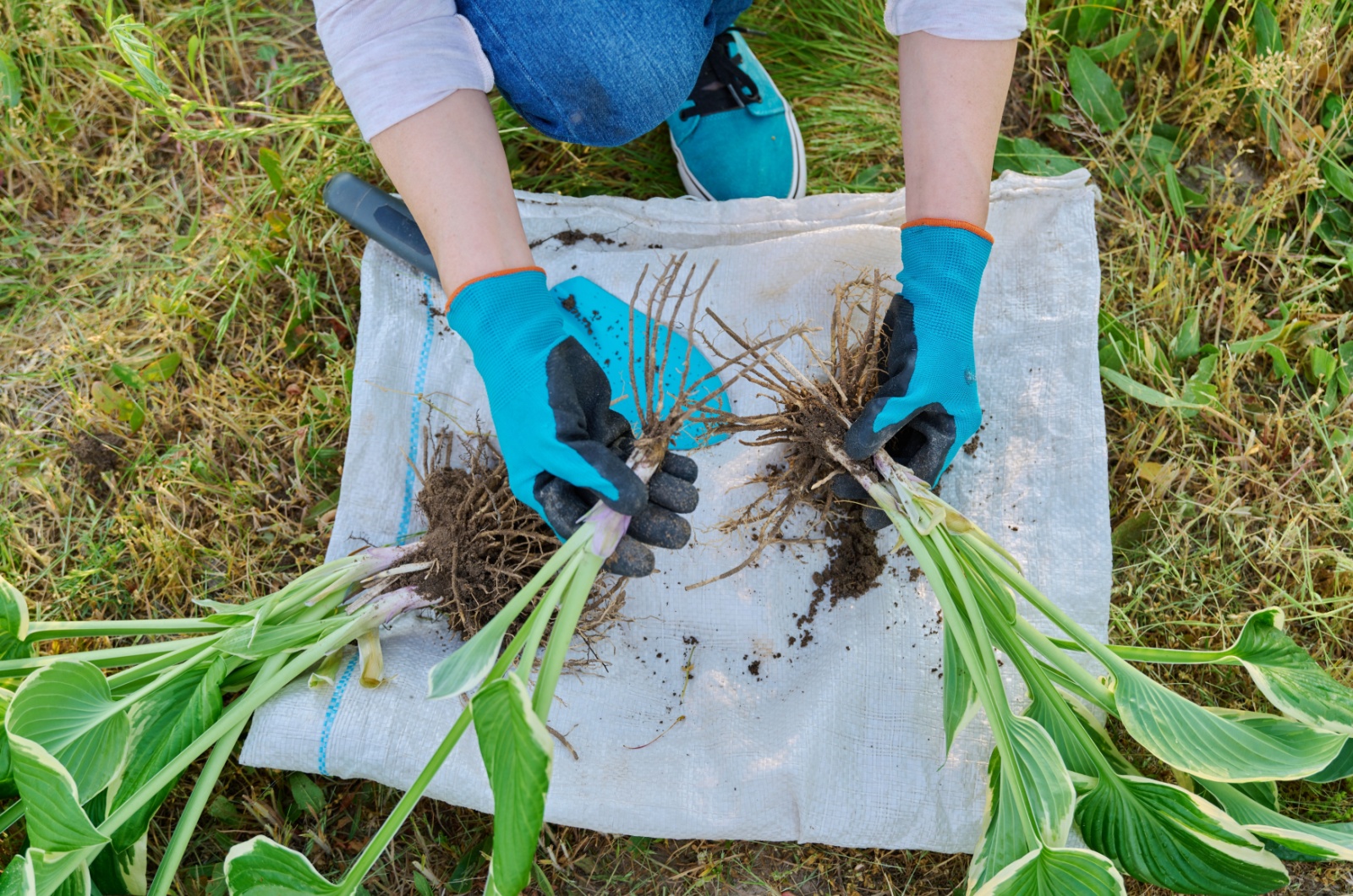 dividing roots of Hosta plant