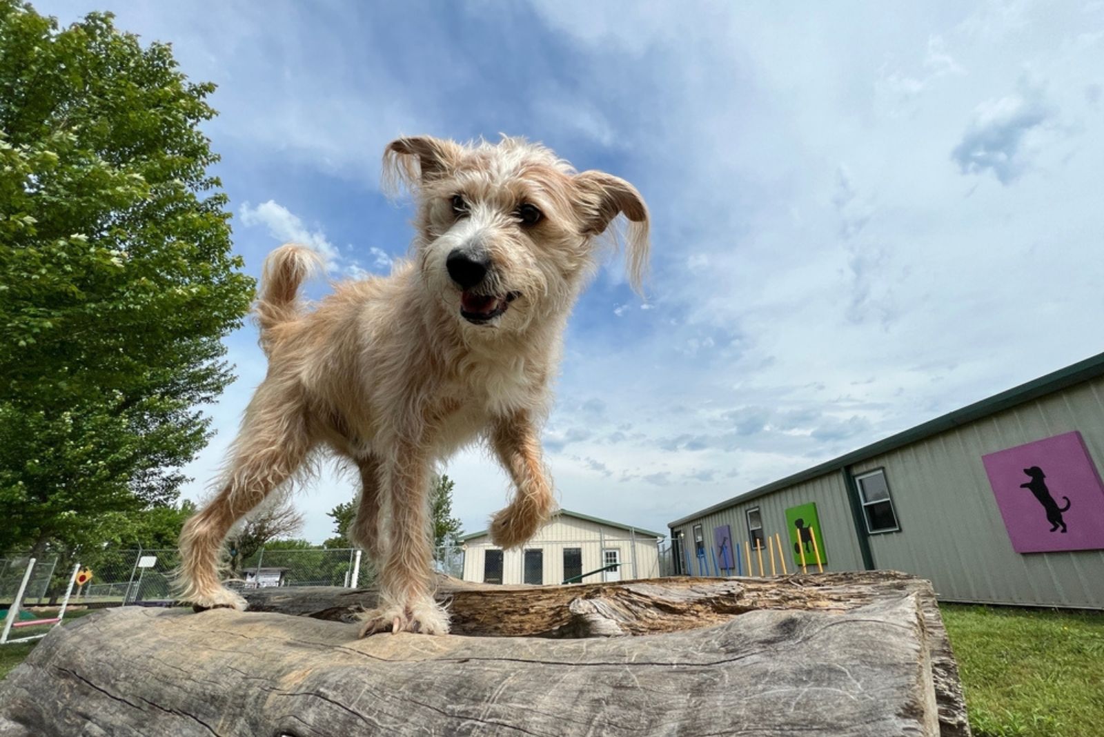 dog on the wooden piece in yard