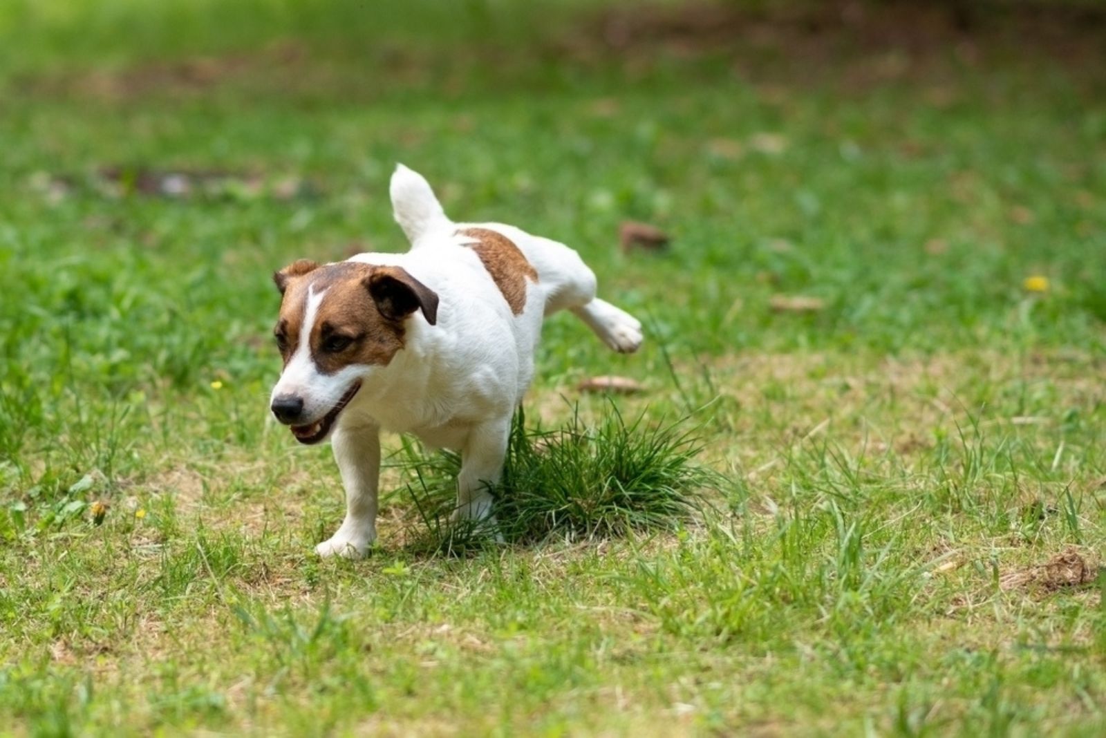 dog pissing on the grass