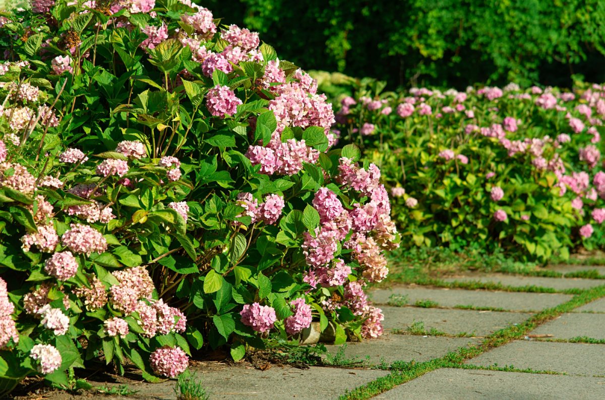 How To Revive Wilted And Drooping Hydrangeas (Pro Tips)