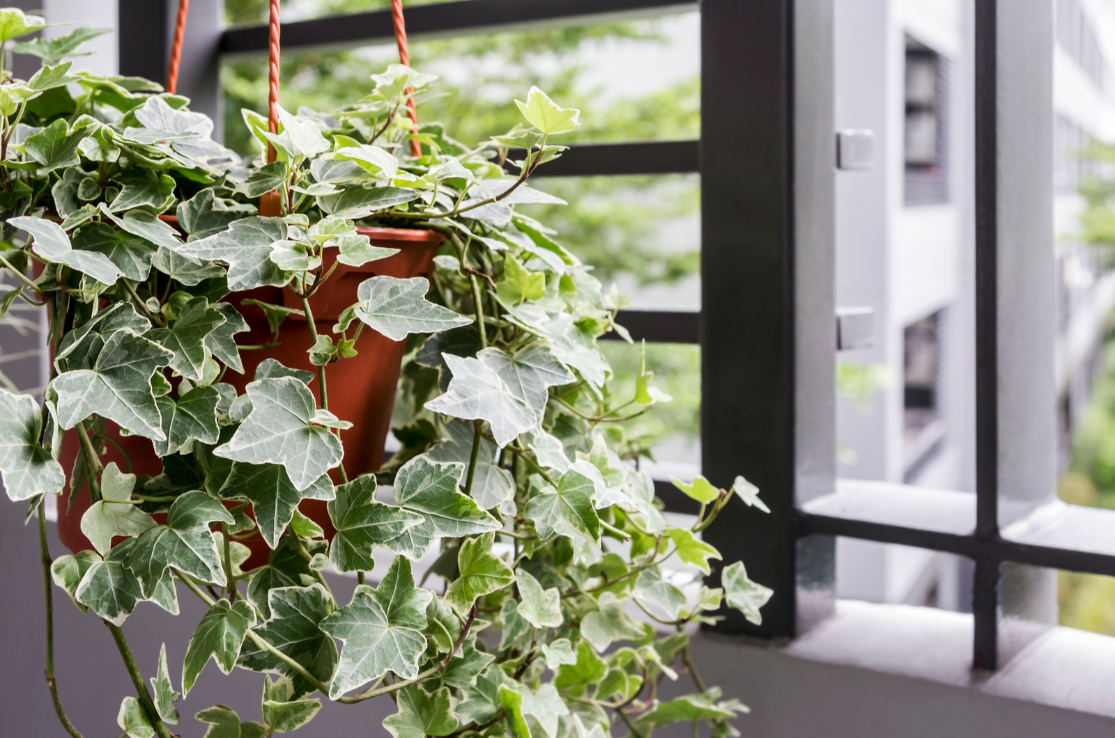 english ivy plant in a hanging pot