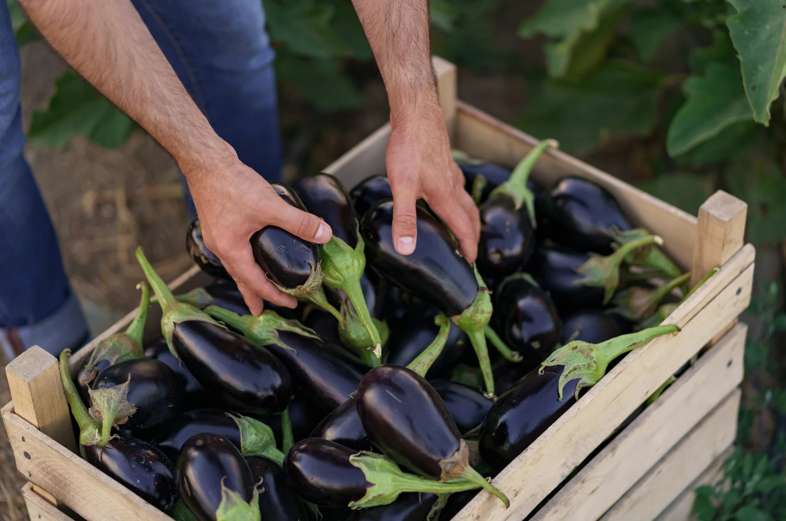 farmer holding eggplants