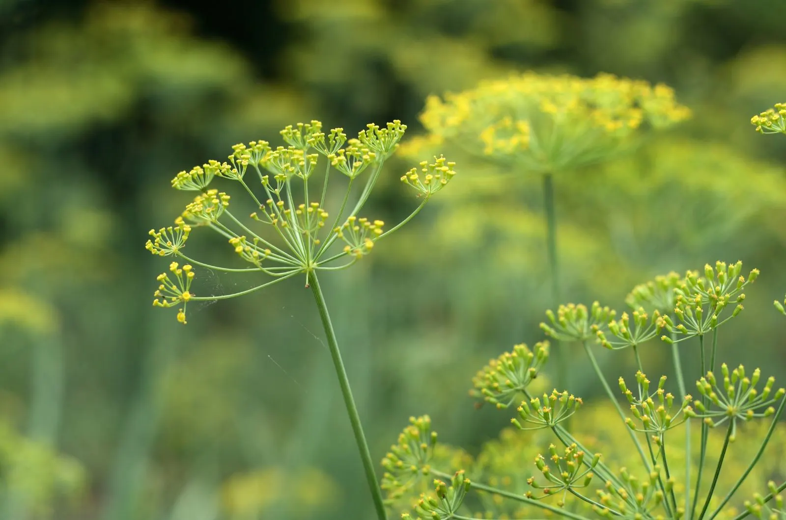fennel plant in bloom