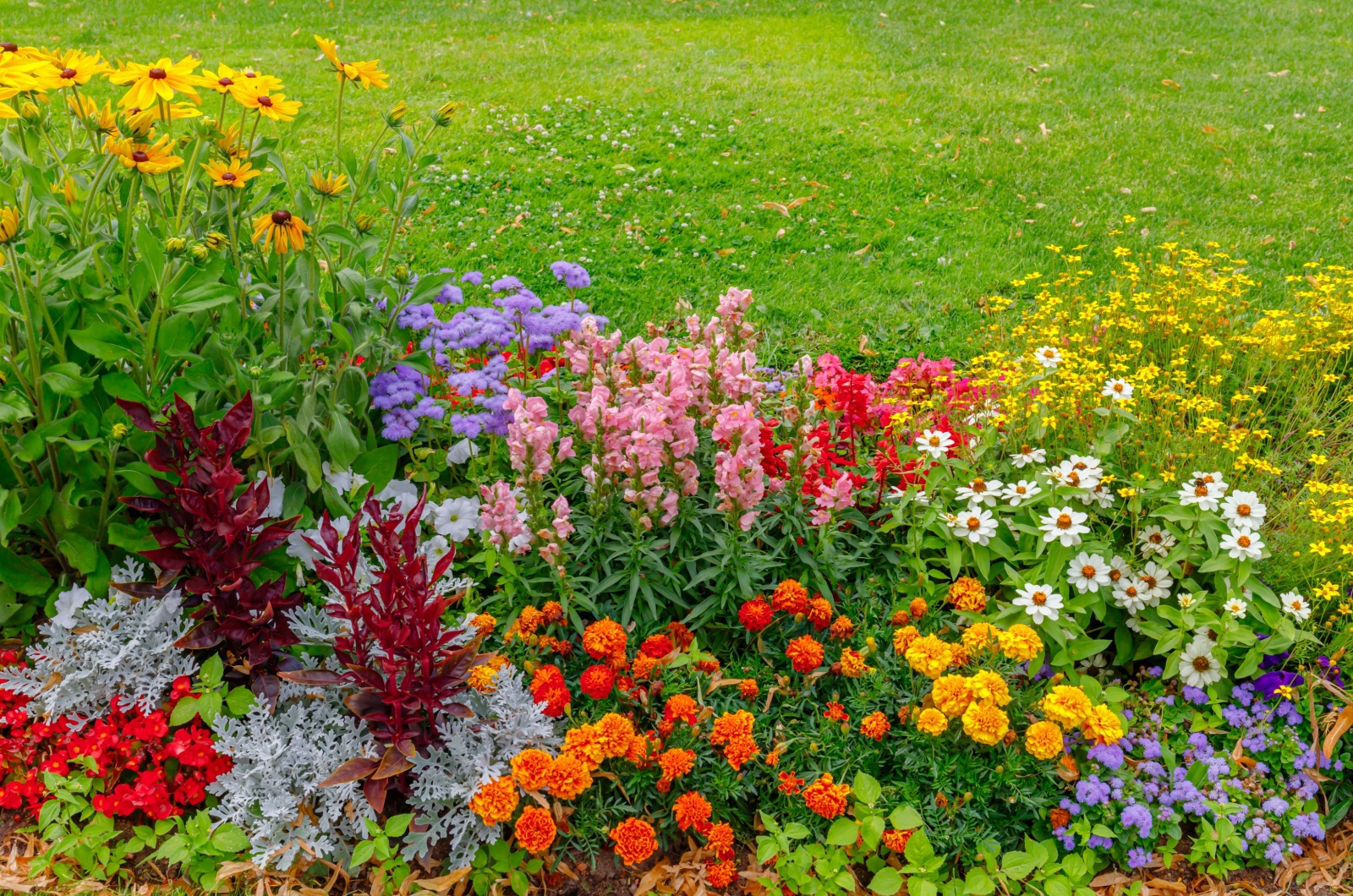 flowers in garden