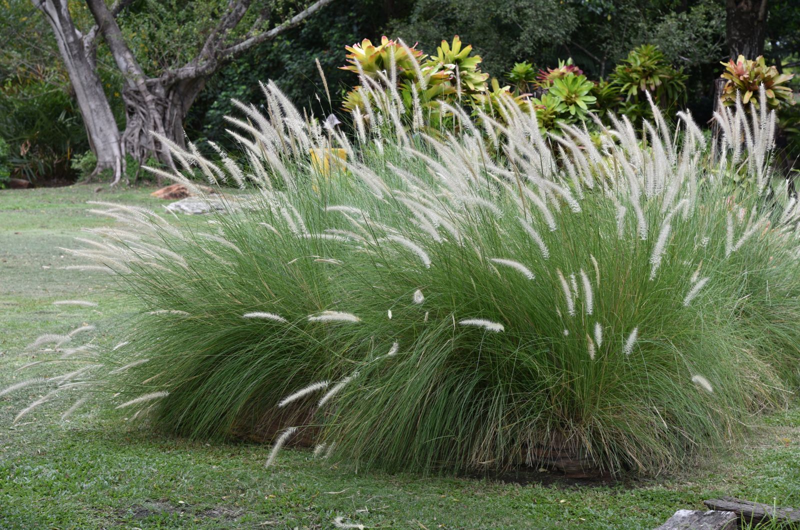 fountain grass in the garden