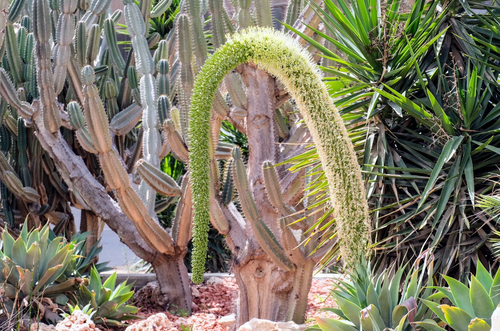 foxtail agave in bloom