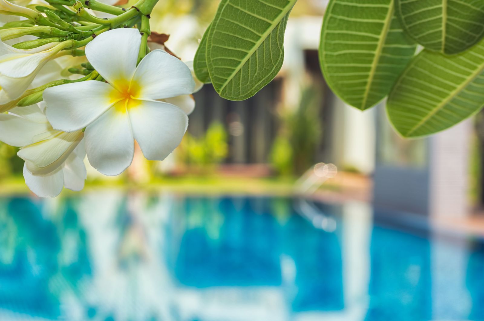 frangipani blossom in the pool area