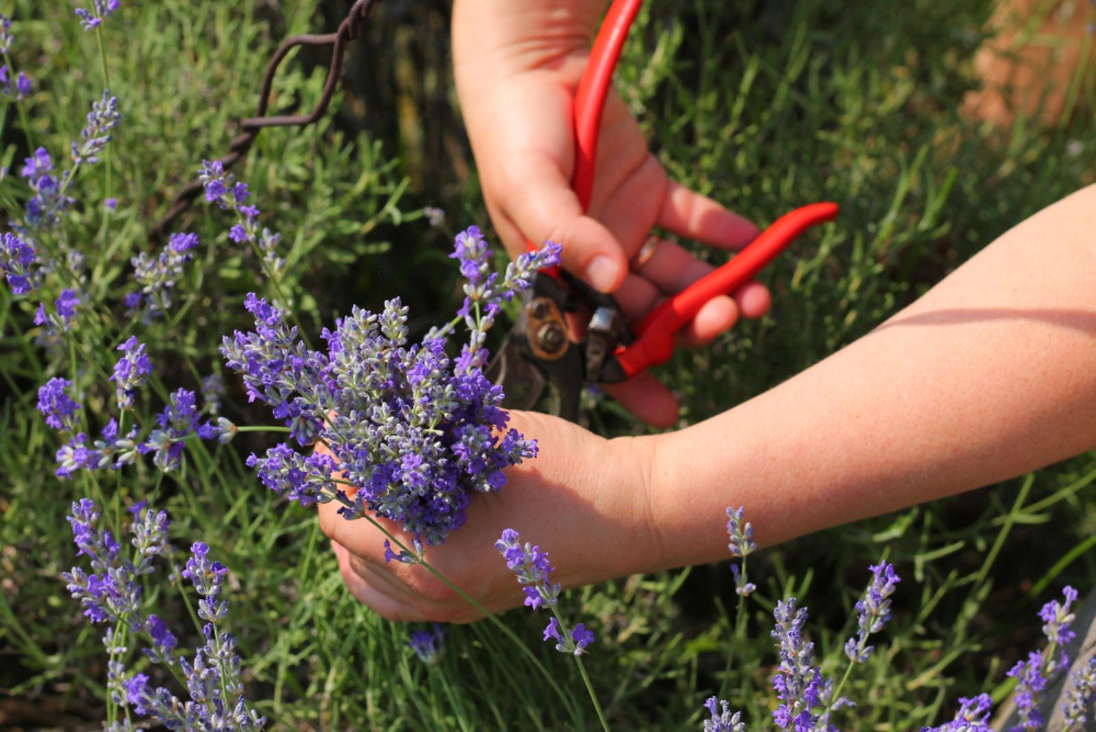 gardener harvesting lavender