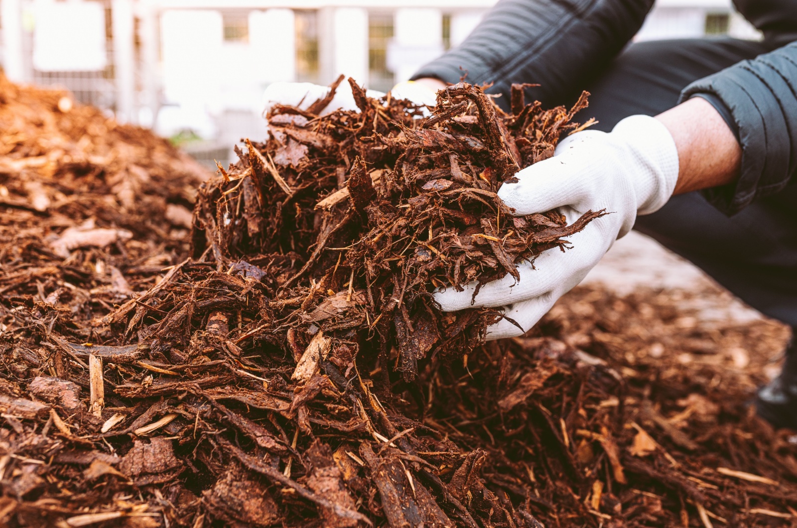 gardener holding mulch in hands