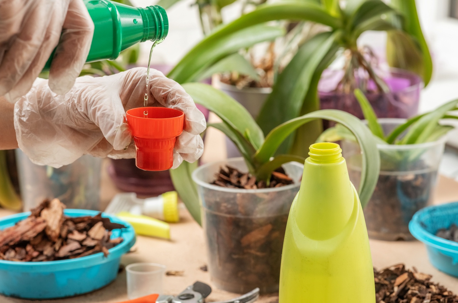 gardener pouring liquid fertilizer