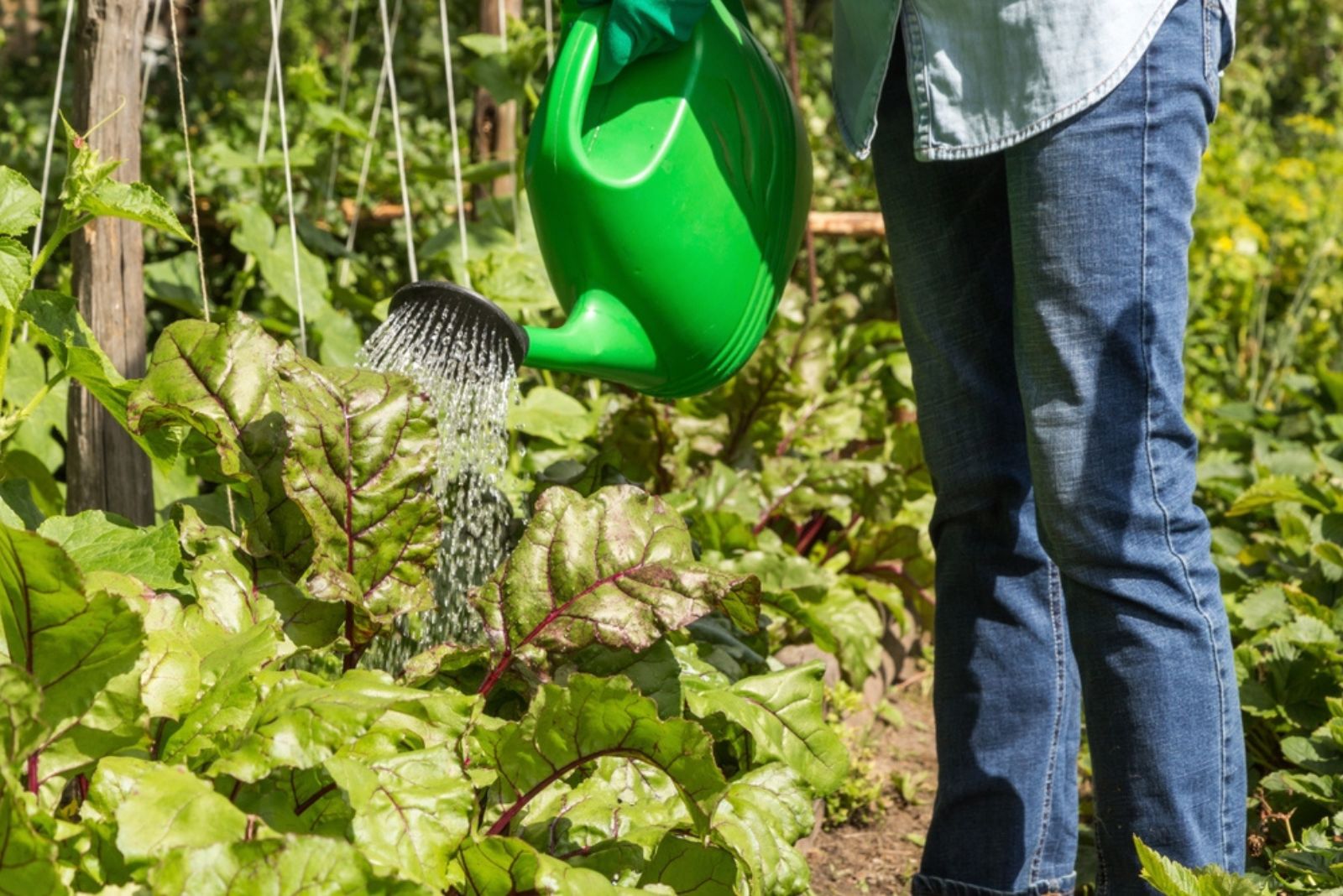 gardener watering beetroots