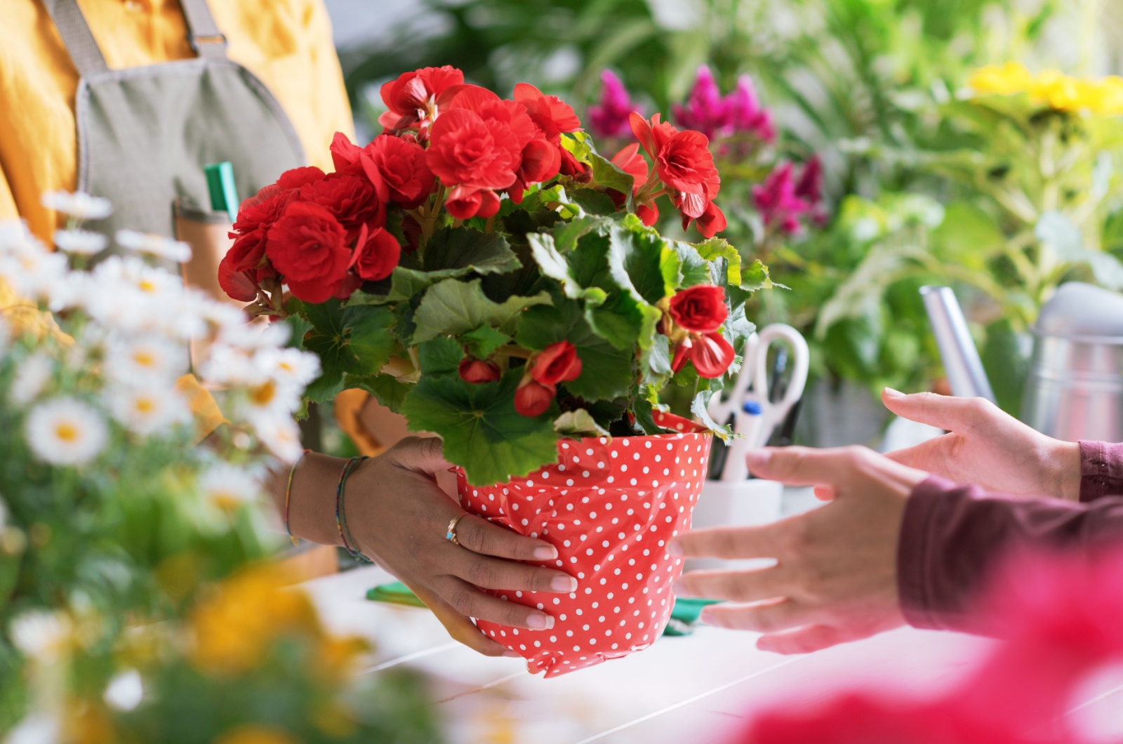 gifting a plant