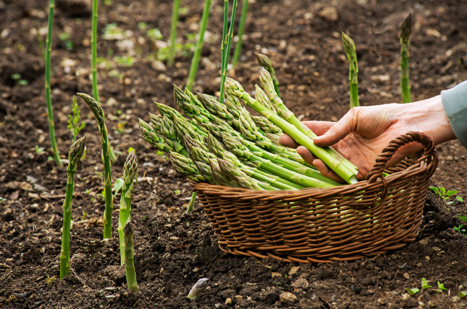 green asparagus in ground and in basket