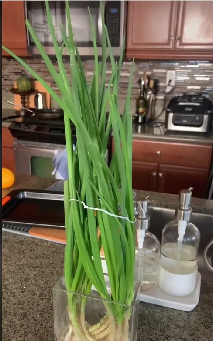 green onion in the vase