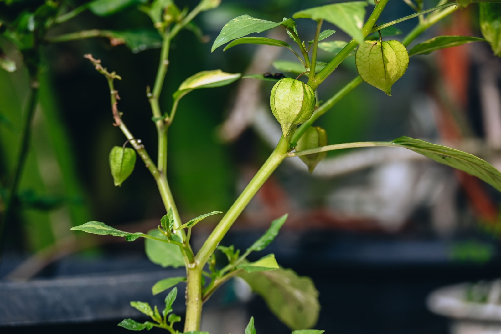 ground cherries growing indoors