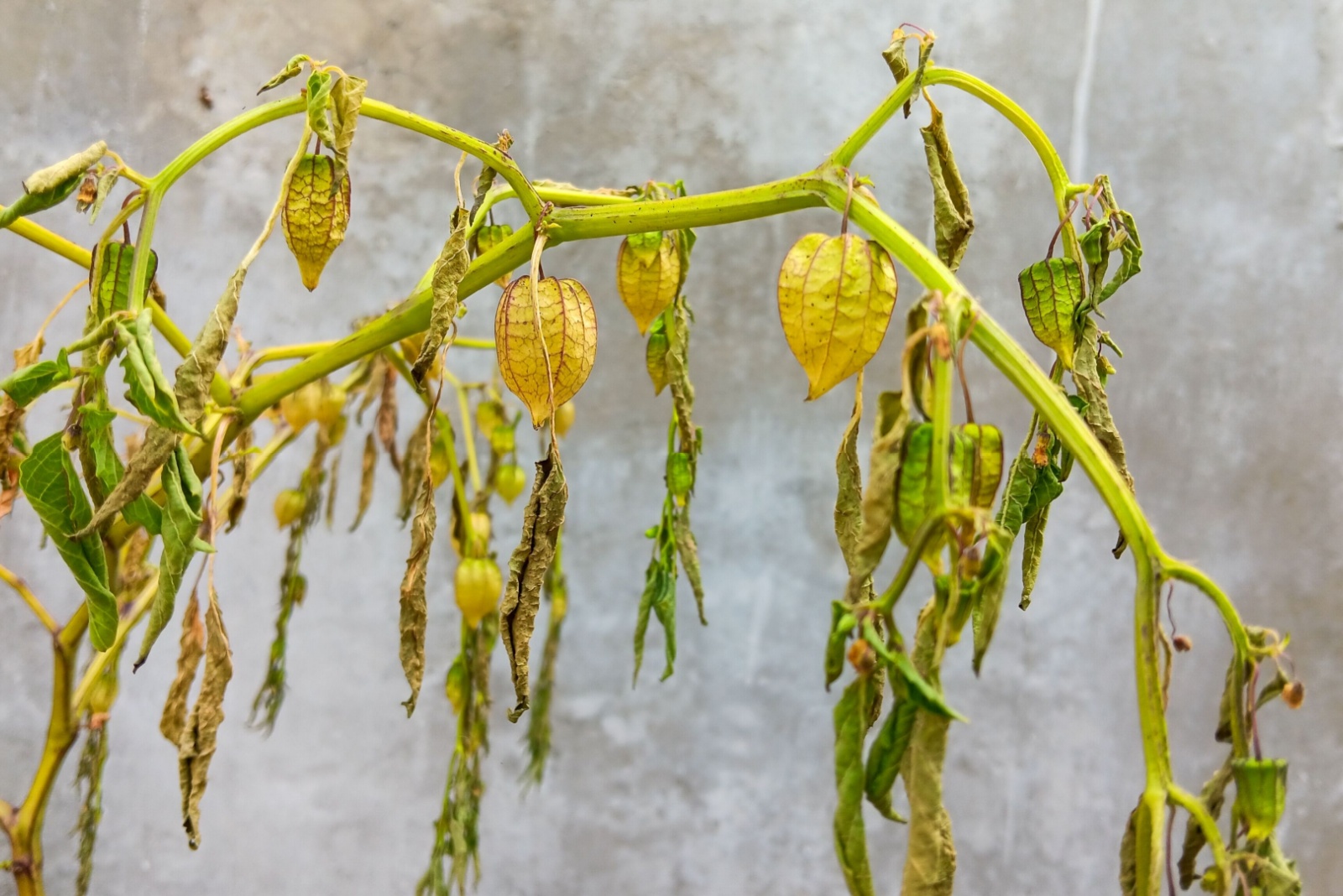 ground cherries with wilted leaves