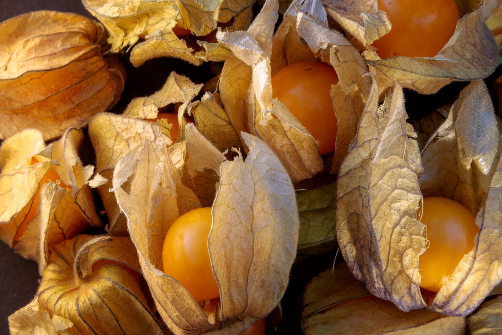 harvested ground cherries