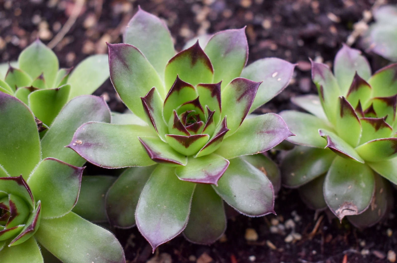 hens and chicks succulents