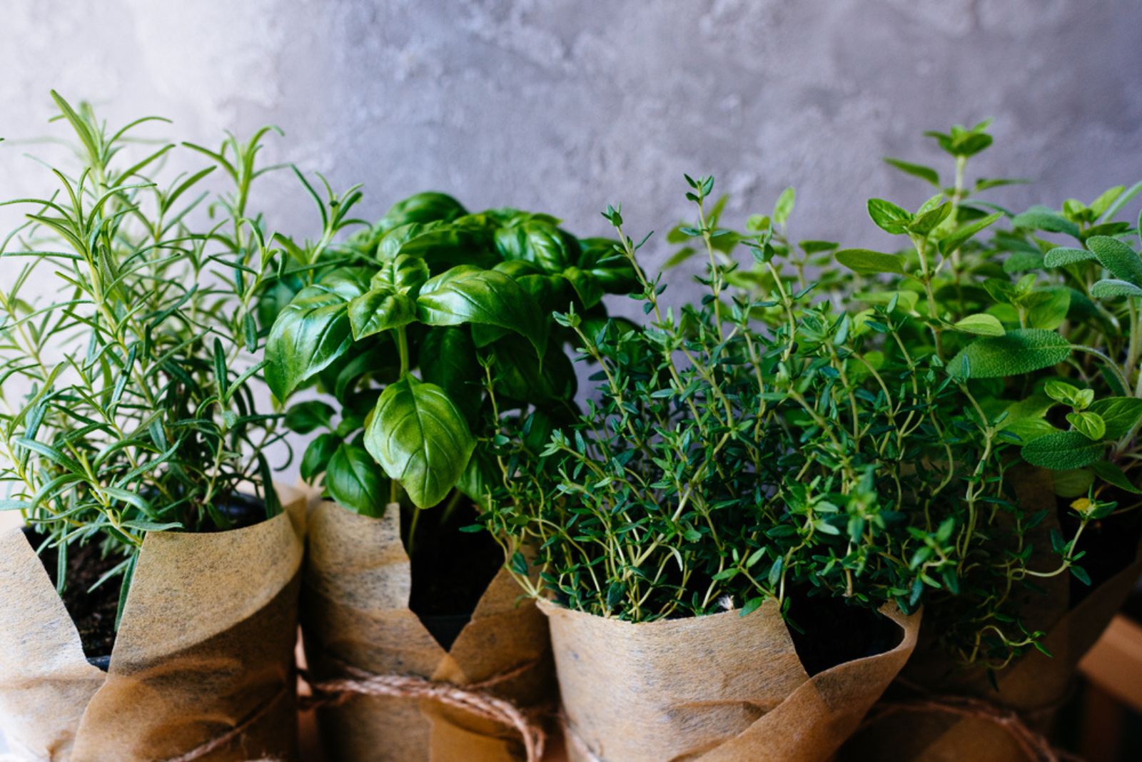 herbs in pots