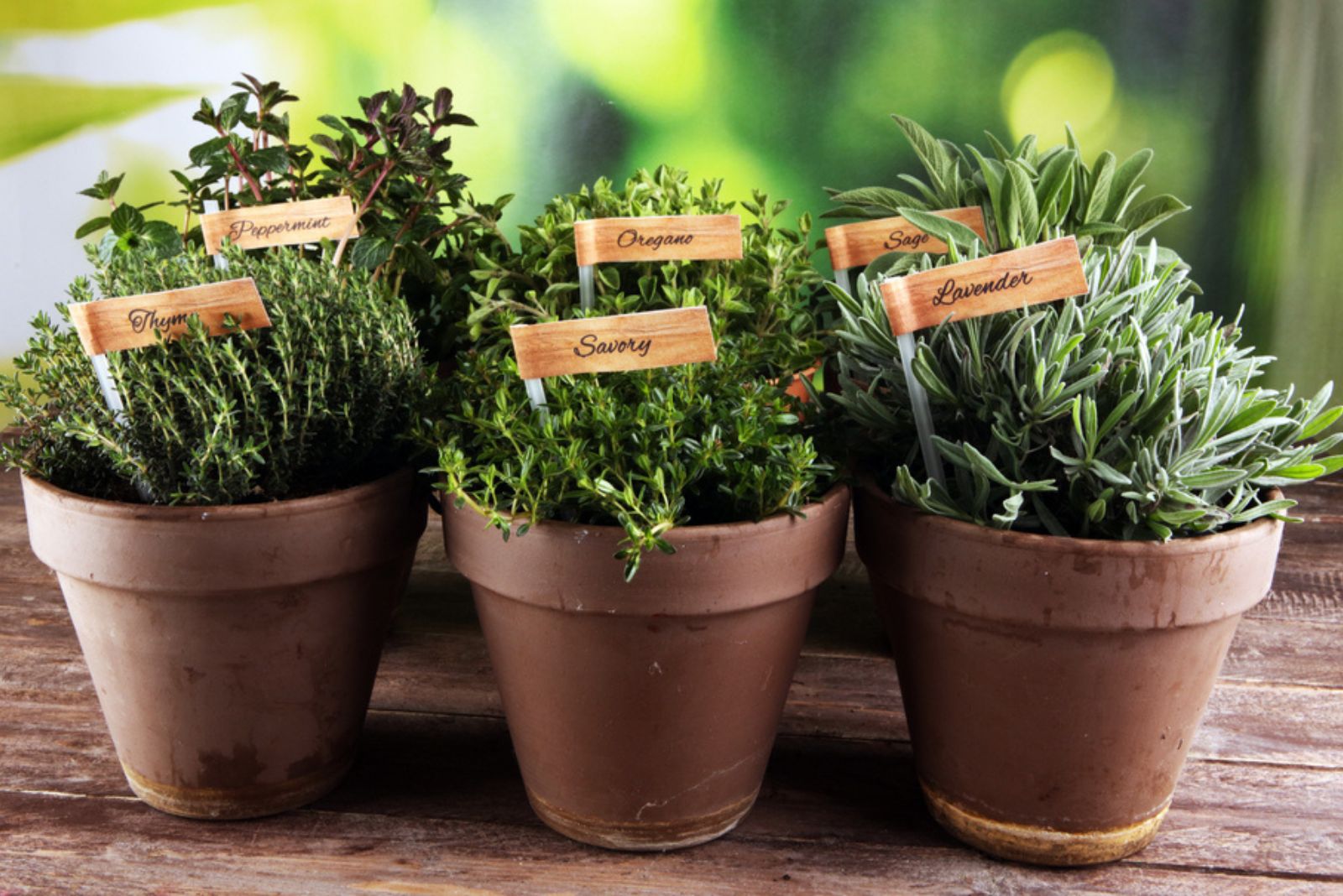 herbs in small pots