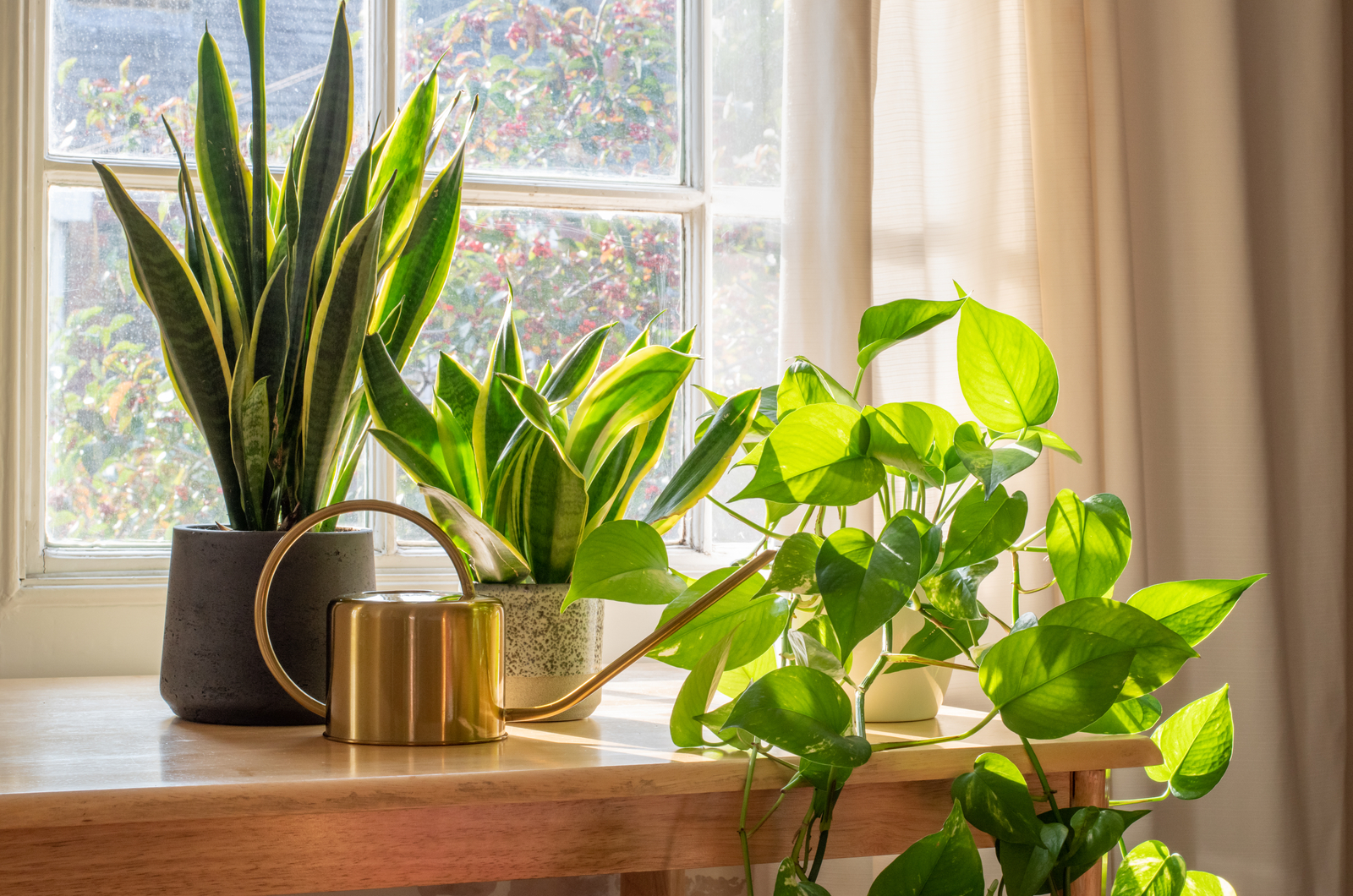 house plants in the sun light by the window