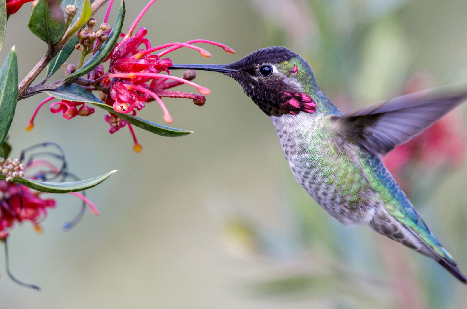 humming bird collecting nectar