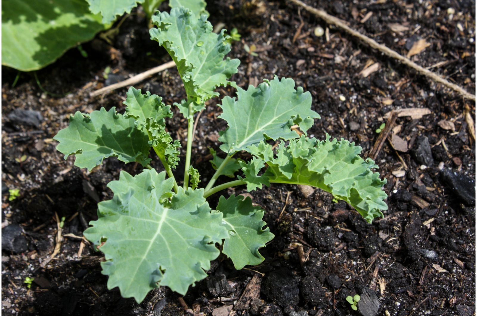 kale plant in the garden