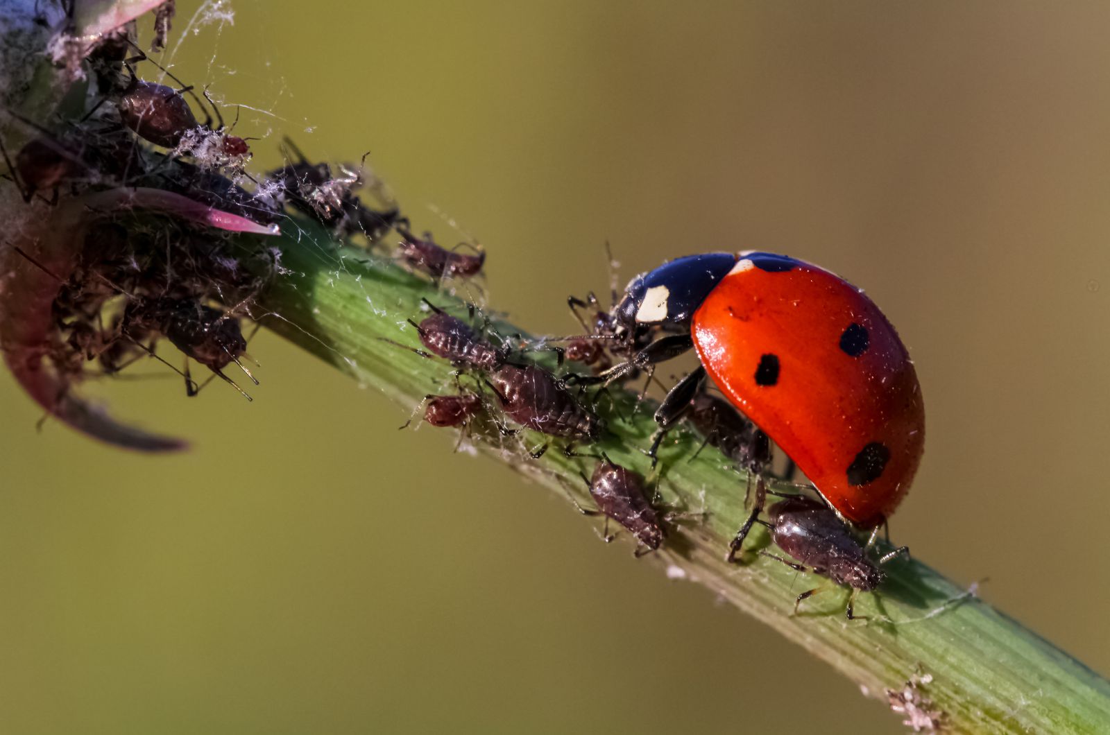 ladybug eating aphid